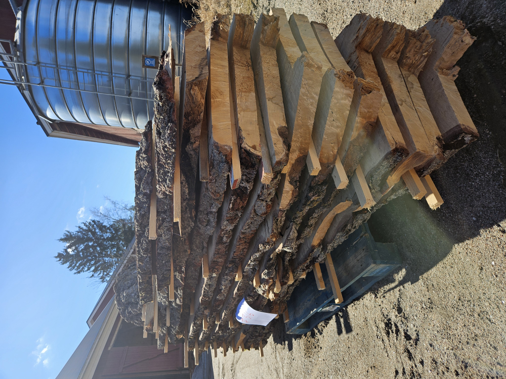 #316 Koivu Loimuvisa