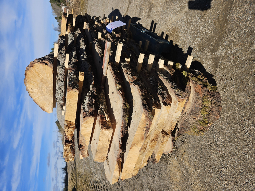 #316 Koivu Loimuvisa