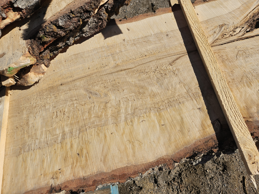 #316 Koivu Loimuvisa