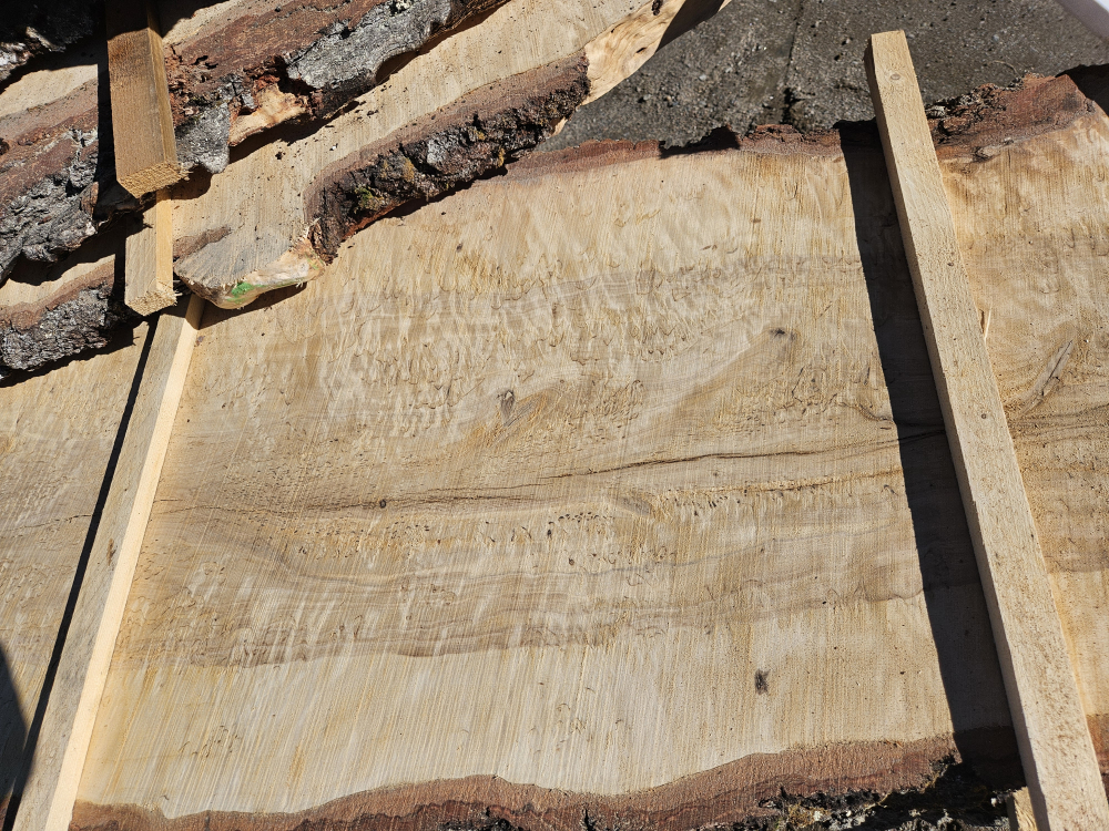 #316 Koivu Loimuvisa